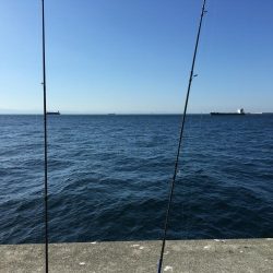 ハマチ・サゴシ